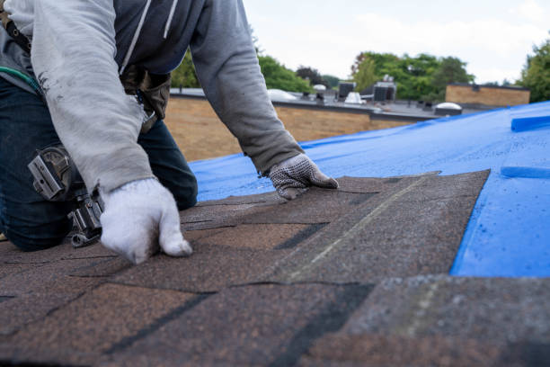 Best Roof Moss and Algae Removal  in Blaine, TN